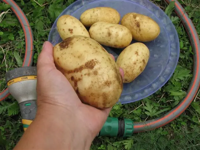 Характеристика сорта картофеля Колетте