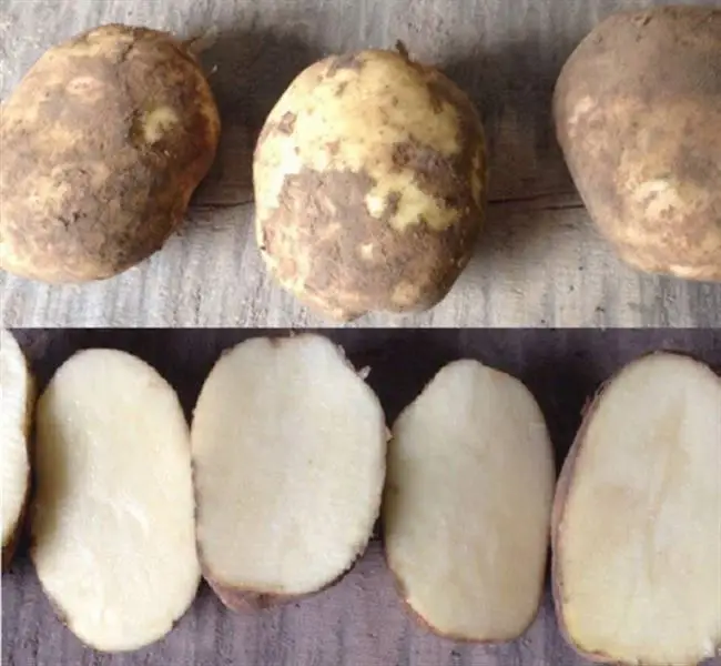 Колобок картофель характеристика. Сорта картофеля Гала, Гулливер, Колобок. Картофель семенной Колобок. Сорт картофеля Колобок. Сорт картошки Колобок.