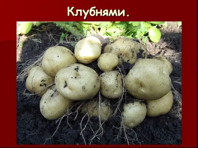 Размножение картофеля частями и глазками