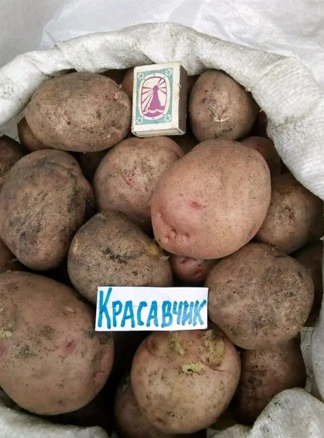 Уход и особенности выращивания сорта картофеля Красавчик