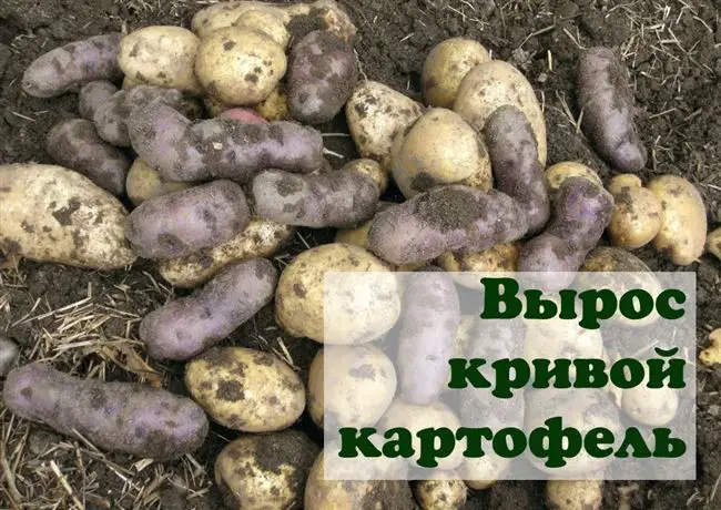 Плюсы и минусы сорта картошки Красавчик