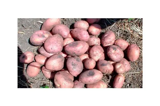 Характеристика сорта картофеля Кумач