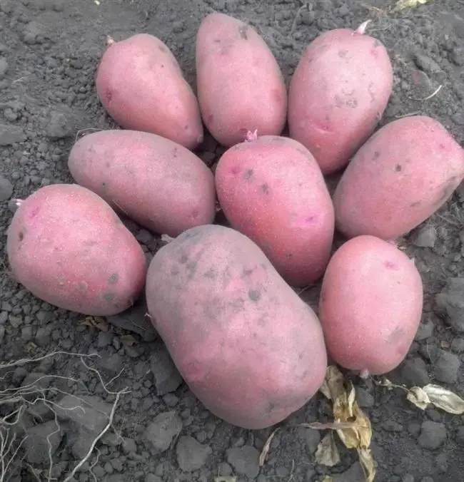 Урожайность и вкусовые качества картофеля Лабелла