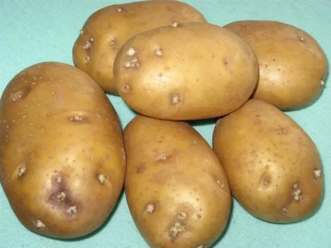 сорт картофеля ладожский характеристика отзывы