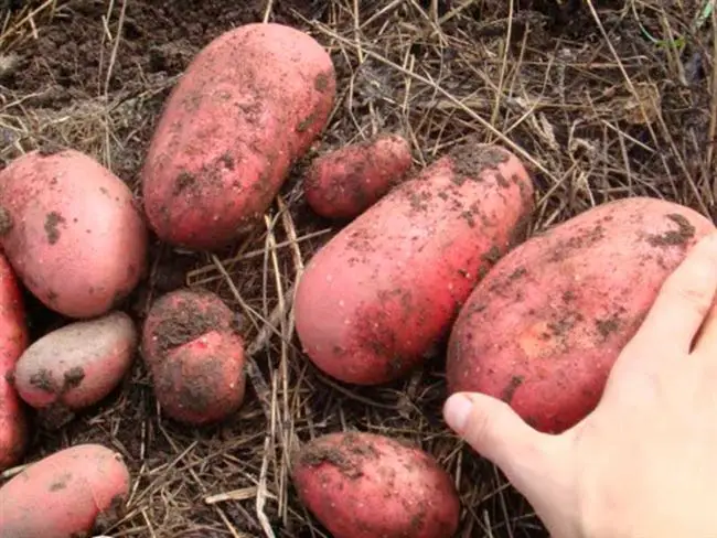 Видео: мнение эксперта о картофеле Ред Скарлетт