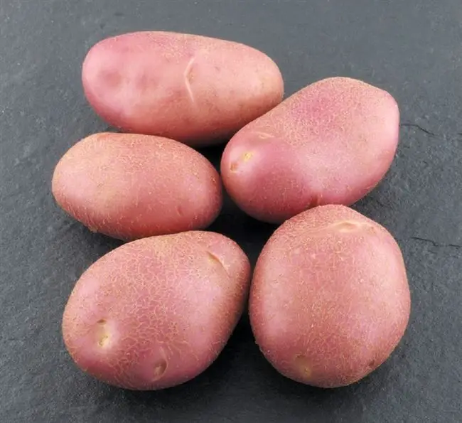 Описание картошки сорта Мемфис с фото
