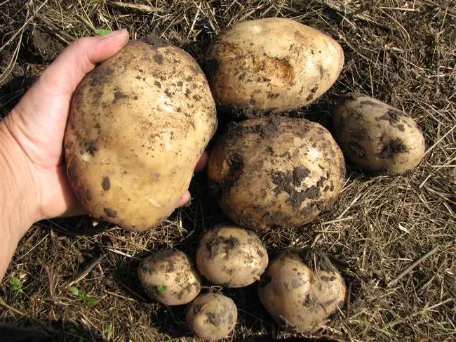 Земля под посадку картофеля
