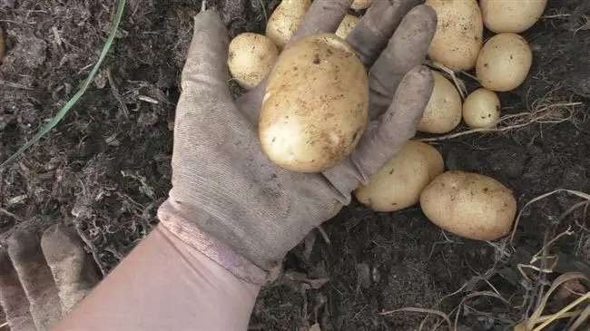 Как лучше сажать картошку