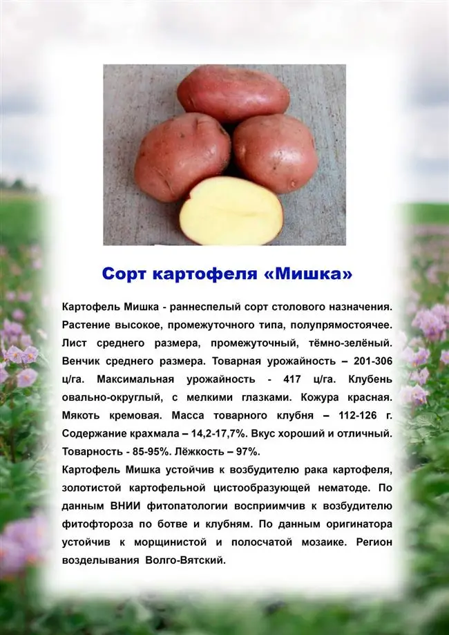 Для каких регионов подходит сорт картофеля Мишка
