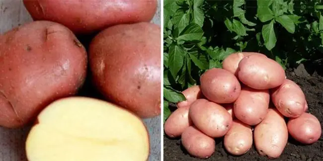Подробное описание сорта картофеля Мишка