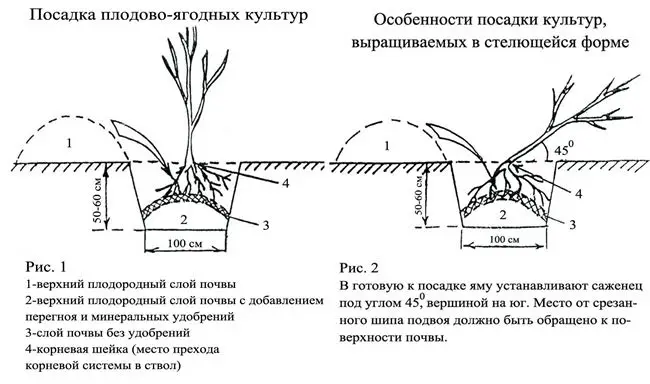 Схема и глубина высадки саженца