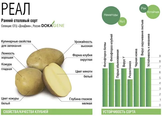 Описание сорта картофеля Накра + общая характеристика в таблице