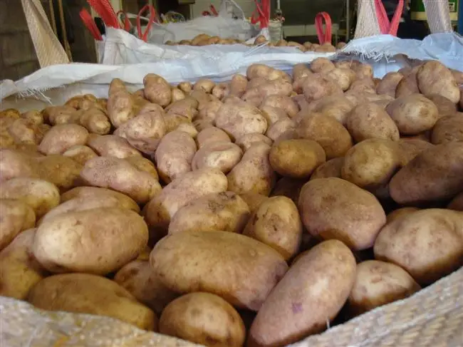 Хранение картошки в холодильнике