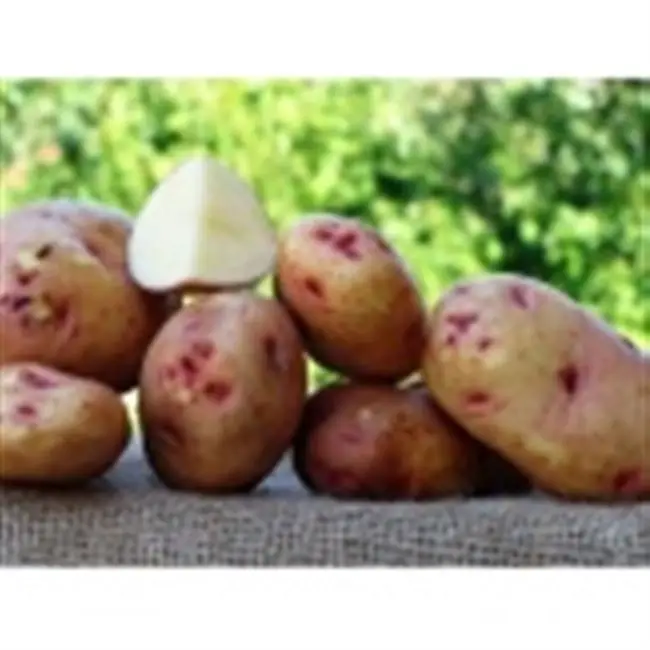 Отзывы о сортах картофеля