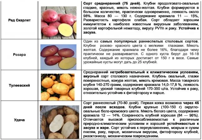 Плюсы и минусы сорта