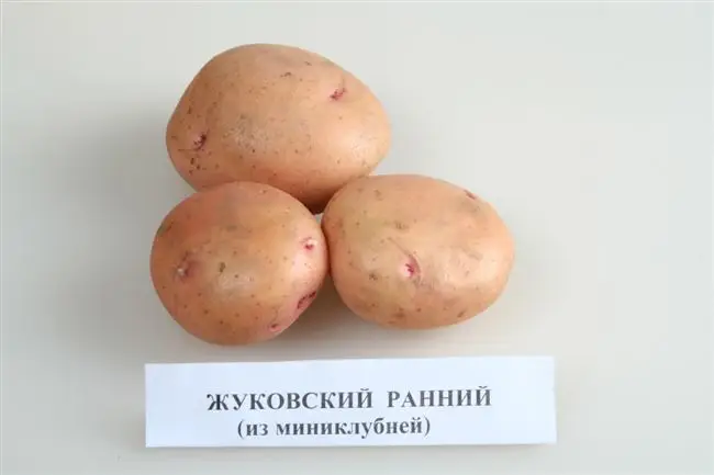 Посадка раннего картофеля