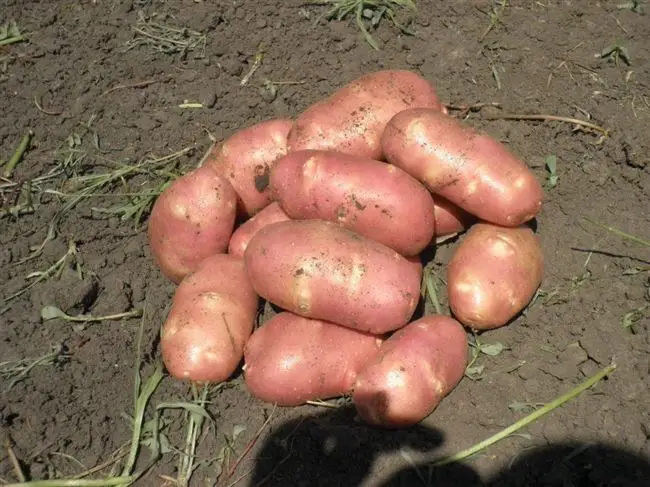 Полив картофеля