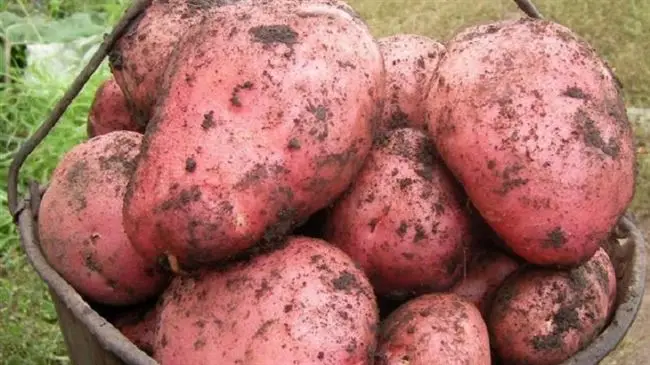 Отзывы о картофеле Ред Соня
