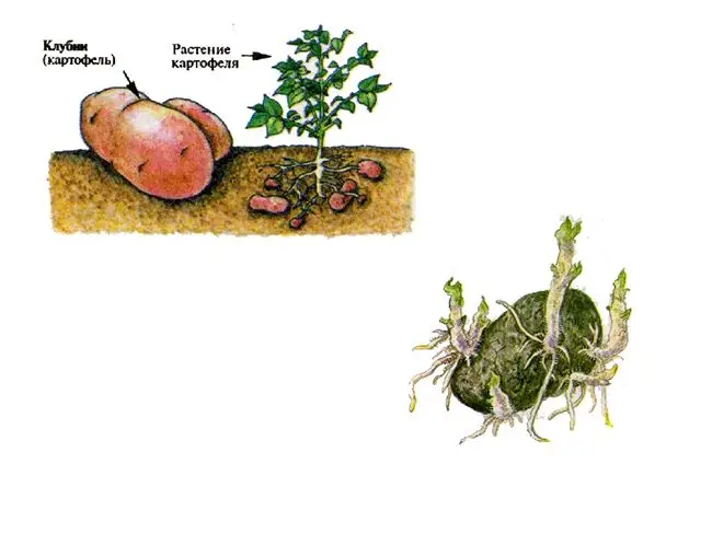 Размножение картофеля частями и глазками