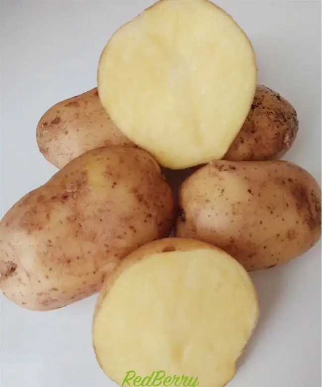 Отзывы о картофеле Ривьера