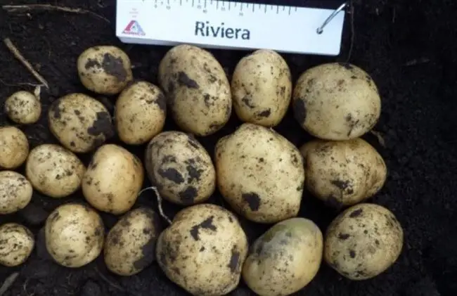Характеристика сорта картофеля Ривьера
