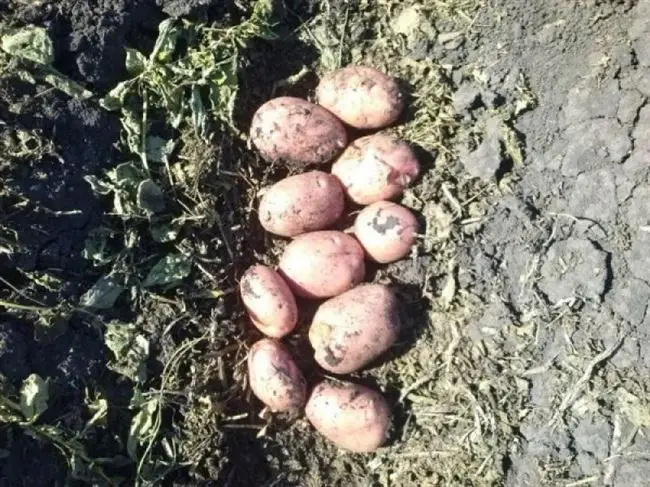 Посадка картофеля Романо