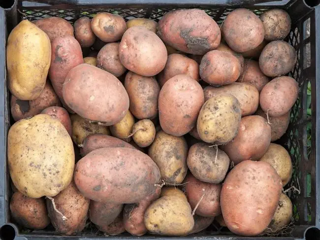 Сбор и хранение картофеля
