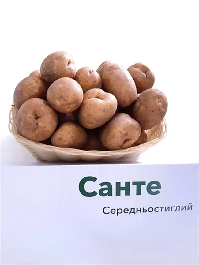 Плюсы и минусы картофеля сорта Санте