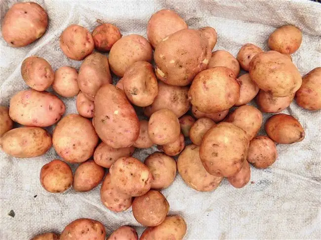 Посадка и особенности ухода за картофелем