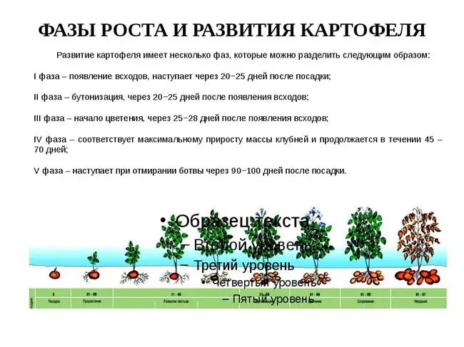 Подготовка посадочного материала и схема посадки