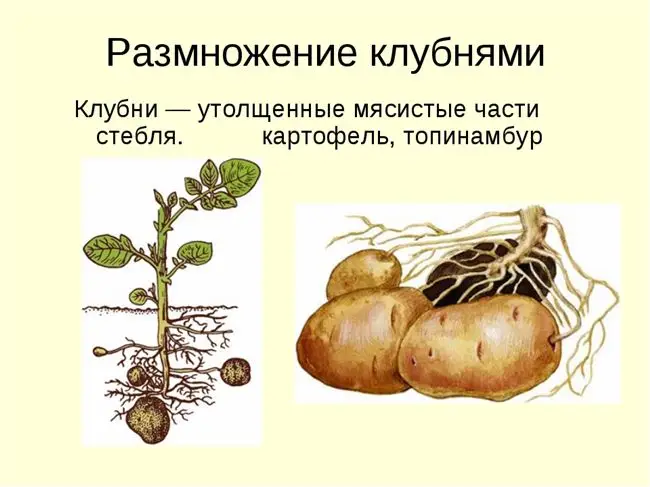 Какое размножение у картофеля