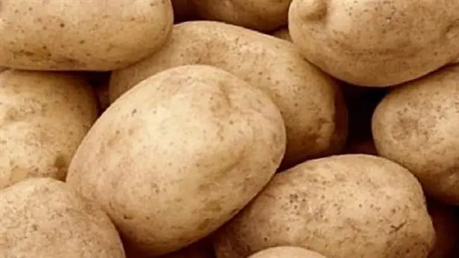 Характеристика картофеля Тулеевский