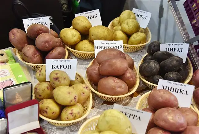 Какие сорта картофеля подходят для выращивания на Урале