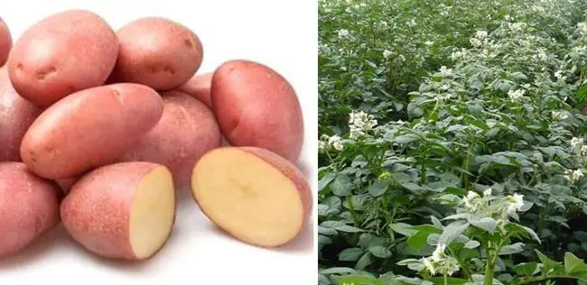 Для каких регионов подходит сорт картофеля Фаворит