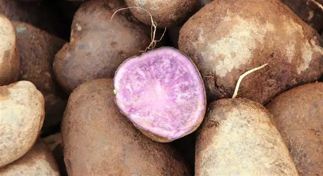 Размножение фиолетового картофеля