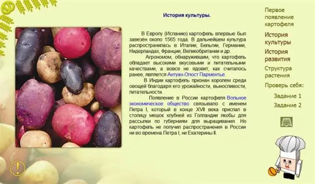 Краткая история появления фиолетового картофеля и его распространение в кухне народов мира 