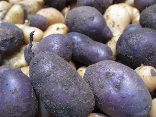 Описание и характеристика фиолетового сорта картошки