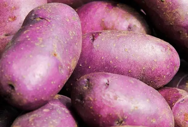 Посадка фиолетового картофеля – требования к почве и освещенности
