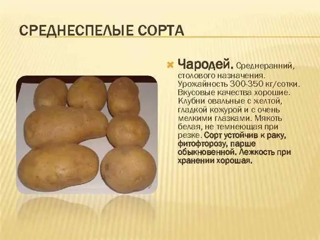 Описание и характеристика картофеля Чародей