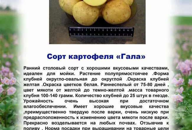 Описание сорта картофеля Жуковский ранний – плюсы и минусы, фото