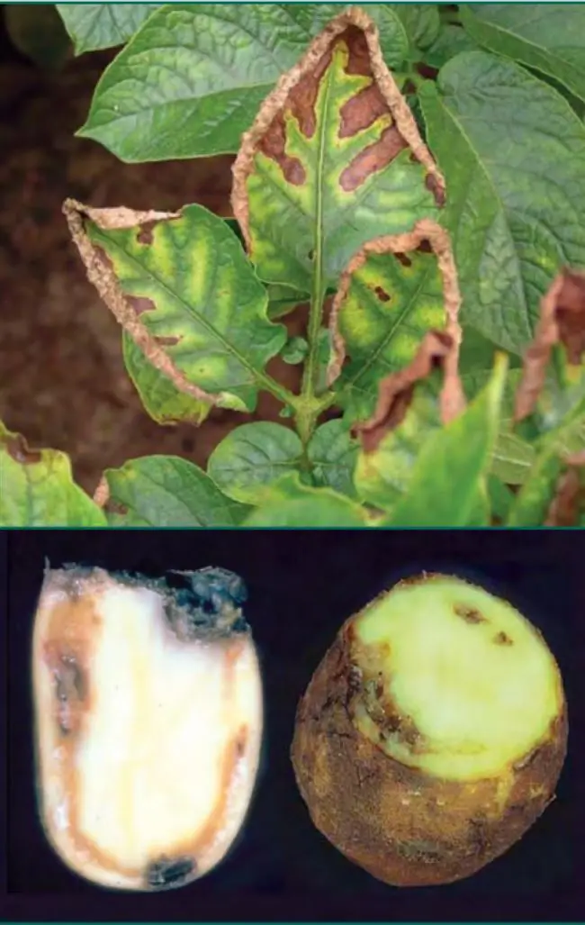 Болезни картофеля в картинках фото описание и лечение ботвы