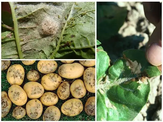 Народные средства борьбы с картофельной молью