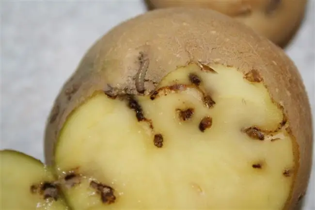 Профилактика заражения картофеля молью