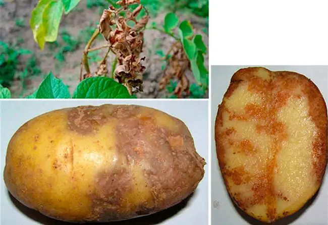 Профилактика заболеваний картофеля