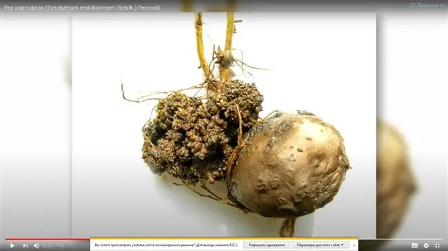 Как определить наличие рака картофеля