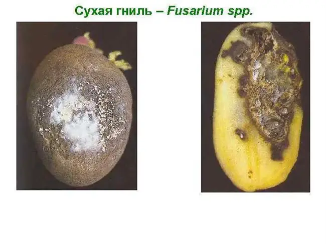 Лечение сухой гнили картофеля