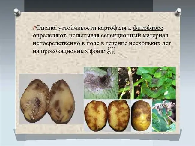 Сорта картофеля, устойчивые к фитофторозу