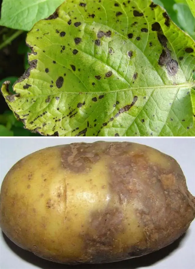 Лечение картофеля от фитофторы