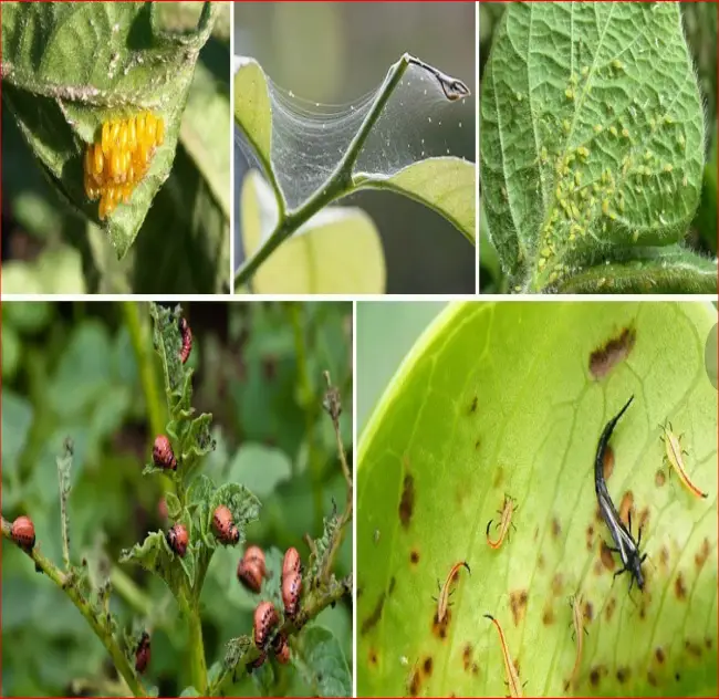 Химические инсектициды для борьбы с вредителями огурца