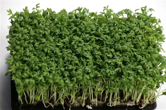 Выращивание кресс-салата в открытом грунте